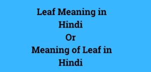 Leaf Meaning in Hindi – Leaf का हिन्दी में क्या मतलब है?