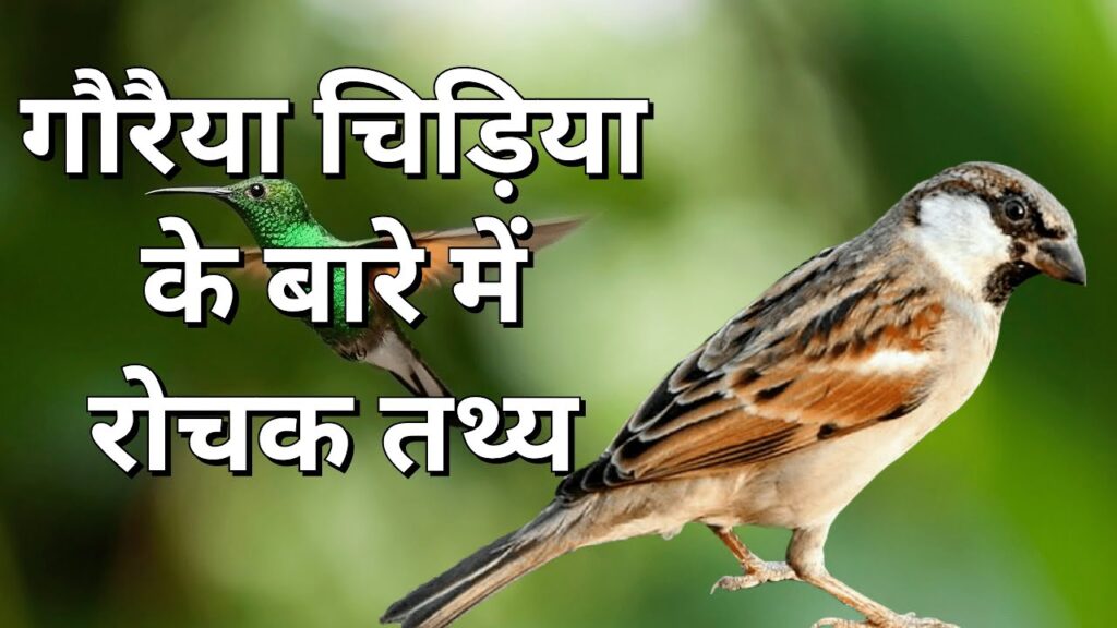 गौरैया चिड़िया महत्वपूर्ण जानकारी, रोचक तथ्य और विशेषताएं | Sparrow in Hindi