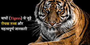 टाइगर ( बाघ ) से जुड़े रोचक तथ्य | Tiger Information in Hindi | Tiger in Hindi